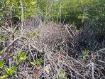 23082022hutan-mangrove-desa-Mamut.jpg
