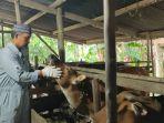 2605ternak-sapi-di-Lingga.jpg