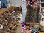 27032020_praktek-pembunuhan-sadis-kucing-di-china.jpg