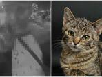 30072019_pria-viral-makan-kucing-hidup-hidup_kolase.jpg