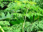 5-3-2020-daun-kelor.jpg
