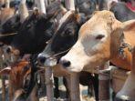 8-6-2019-kisah-asal-mula-kurban-atau-qurban-dalam-islam.jpg