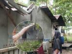 DETIK-DETIK-POHON-TUMBANG.jpg