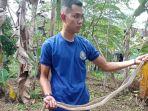 Damkar-Lingga-evakuasi-ular-kobra-dekat-permukiman-warga.jpg