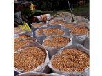 Jagung-menjadi-salah-satu-komoditas-andalan-bagi-masyarakat-Desa-Daenaa.jpg