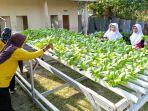 MIN-Lingga-panen-sayur-sawi-pakcoy-di-kebun-Hidroponik.jpg