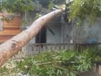POHON-KELAPA-TUMBANG-DI-NATUNA.jpg