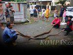 Petugas-Damkar-evakuasi-dua-ekor-ular-piton-di-rumah-warga-di-Banyumas.jpg
