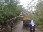 Pohon-tumbang-di-Lingga-Kepri-2025.jpg