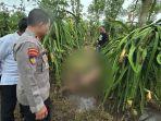 Remaja-15-Tahun-ditemukan-tewas-di-kebun-buah-naga.jpg