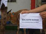Rutan-Batam-terima-sapi-kurban-dari-Walikota-Batam-Muhammad-Rudi.jpg