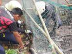 Ular-Phyton-di-Kabupaten-Bintan-67775.jpg