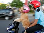 adolof-buol-sidney-anjing-dari-jenis-golden-retriever-ini-sedang-mengemudikan-sepeda-motor_20160315_073115.jpg