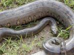 anaconda-hijauwagnermeier-via-maxanimal.jpg