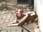 anjing-pitbull-di-kota-malang-yang-menyerang-bocah-8-tahun_20170807_134722.jpg