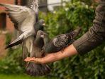 arti-mimpi-memberi-makan-burung.jpg