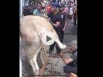 asisten-penjagal-sapi-kurban-cengkareng.jpg