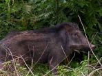 babi-hutan_20161118_154552.jpg