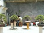 bonsai_20180417_211044.jpg