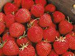 buah-strawberry.jpg