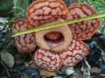 bunga-raflesia-di-anambas.jpg