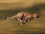 cheetah_20180908_223229.jpg