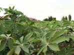 daun-singkong_20150606_152323.jpg