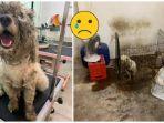 dianggap-sudah-tidak-lucu-lagi-anjing-ini-ditelantarkan-di-ruangan-kotor-dan-gelap-oleh-pemiliknya.jpg