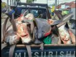 foto-belasan-ikan-hiu-mati-yang-diangkut-oleh-mobil-pikap_20170720_121924.jpg