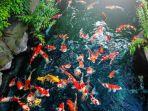 ikan-koi.jpg
