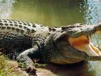 ilustrasi-buaya-terkam-orang.jpg