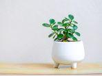ilustrasi-tanaman-hias-tanaman-giok-tanaman-hias-mungil-jade-plant.jpg