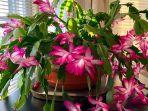 kaktus-natal-atau-christmas-cactus.jpg