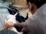 kambing-aneh.jpg
