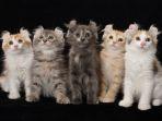 kucing-jenis-american-curl.jpg