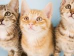 kucing_20180107_172601.jpg