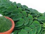 manfaat-daun-kelor-intisari.jpg