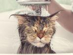 memandikan-kucing.jpg