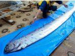 oarfish-resahkan-jepang.jpg