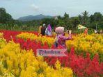 objek-wisata-taman-bunga-celosia-garden-lagi-ngehit-di-karimun.jpg