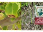 pohon-iblis3_20180506_213223.jpg