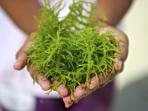rumput-laut_20160908_140825.jpg
