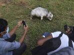 sapi-kecil-bernama-rani-memiliki-ukuran-sangat-kecil-dibanding-sapi-ukuran-normal.jpg