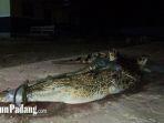 seekor-buaya-terperangkap-jala-nelayan-di-bungus-teluk-kabung.jpg