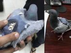 seekor-burung-merpati-yang-mencoba-menyelundupkan-178-pil-ekstasi_20170528_233142.jpg