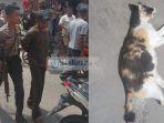 seorang-pemuda-diamankan-polres-karimun-karena-diduga-membunuh-kucing.jpg