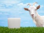susu-kambing_20161002_171801.jpg