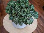 tanaman-hias-peperomia.jpg
