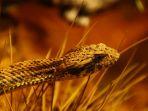 ular-death-adder-di-australia.jpg