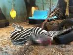 zebra-yang-dibunuh-di-kebun-binatang-kristiansand-norwegia_20160428_121707.jpg